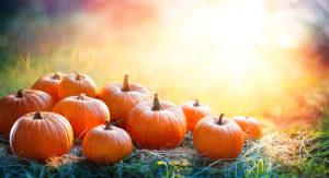 Pumpkins In Field
