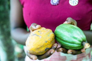 African Cacao Beans