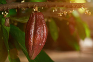 Cacao Beans in Africa