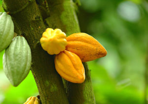 Cacao Pods - Chocolate University January 2017