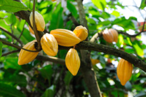 Cacao Pods