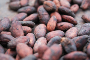 Drying Cacao in Colombia