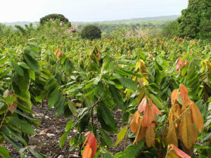 Hawaiian Cacao