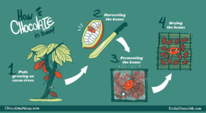 How Chocolate Is Born