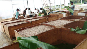 Loading Fermentation Boxes at Ucayali River Cacao