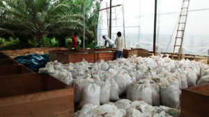 Wet Cacao Arrives at the Plant