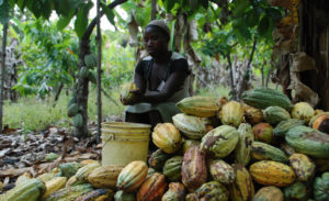 Kokoa Kamili - Tanzania