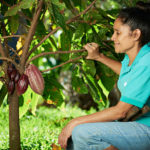 Gender Inequality in Cacao Farming