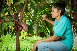 gender inequality in cacao farming