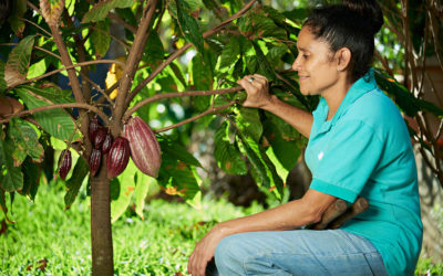 Gender Inequality in Cacao Farming