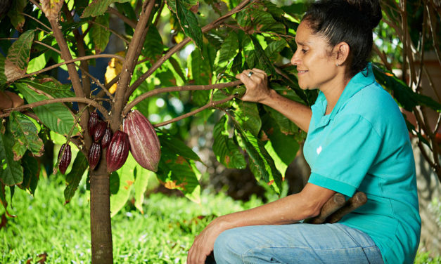 Gender Inequality in Cacao Farming