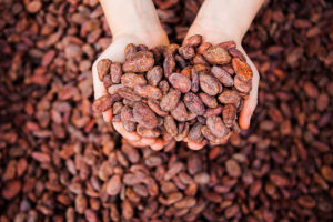 Enliven Cacao Beans with Hands