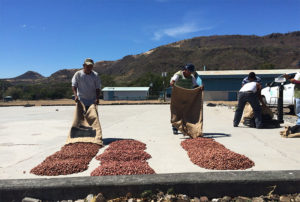 Enliven Cacao Drying