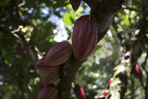 Enliven Cacao Starter Recipe