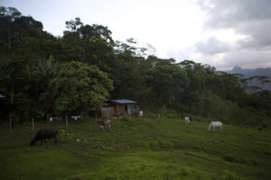 Enliven Cacao Trees