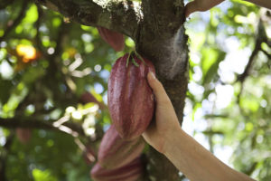Enliven Hand on Cacao Pod