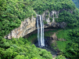 Brazil Rainforest
