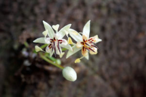 Cacao Tree Flowers - close up