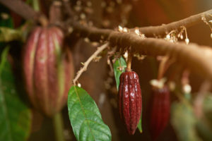 Small cacao red pod on cocoa young tree with flowers