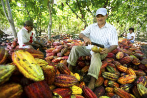 Tabal Chocolate Acopagro Cacao Harvest in Peru