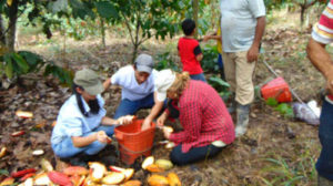 Tabal Origins - Colombia