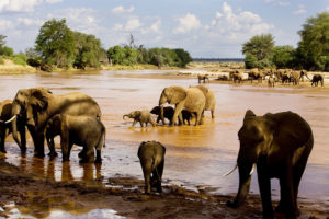 Endangered Species Chocolate African Elephants