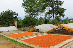 Munay Cacao Beans Drying in Ecuador