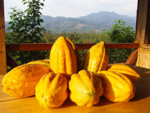 Munay Ecuadorian Cacao Pods