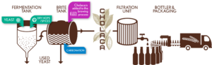 Cholaca Brewing Infographic