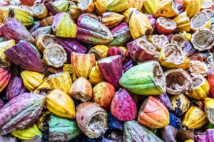 Cacao Pods
