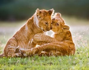 Humane Society Baby Big Cats