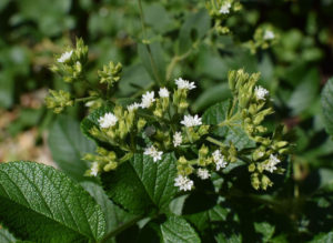 Stevia Flowers