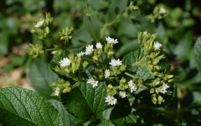 Stevia, A Natural Sweetener?