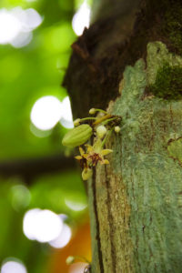 Baby Pod Flowers