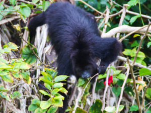Belize Howler Monkey Photo by Dominique Desrosiers