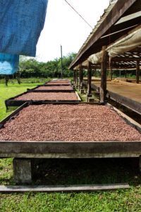 Cacao Beans Drying in the Sun