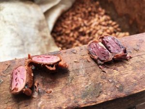 Cacao Fermentation