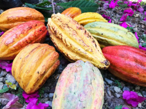 Colorful Cacao Pods