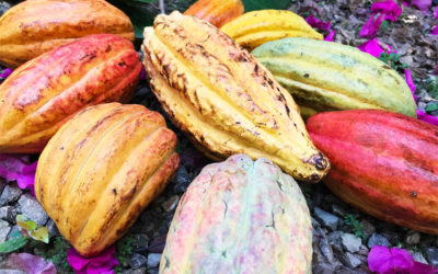 Dandelion Chocolate Trips: Belize – Inside Chocolate
