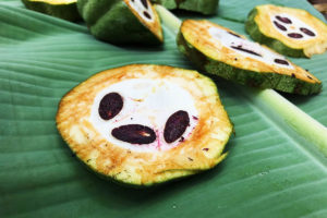 Stitch in a Cacao Pod Photo