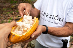 Conexion Cacao