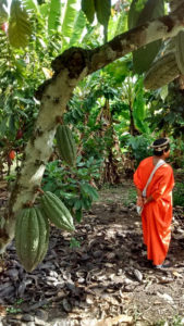 CAC Pangoa Cacao