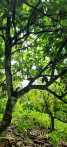Large Cacao Tree on Lua Estate