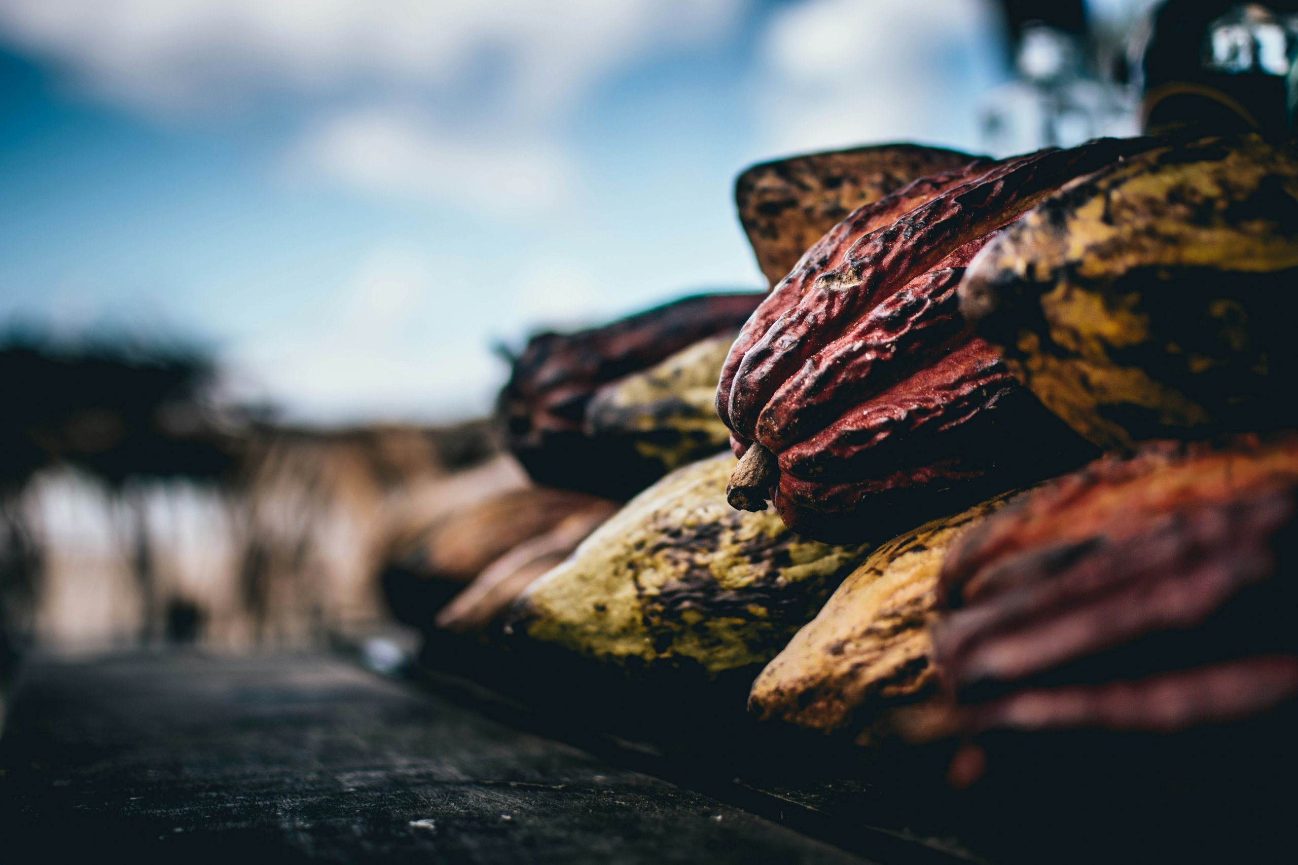 Introducing Cocoamind… Cacao as a Nutraceutical?